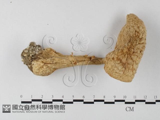 登錄號:F0003326藏品圖，第1張