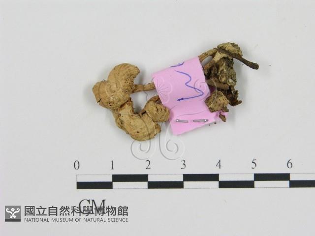 登錄號:F0013326藏品圖，第3張