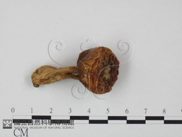 登錄號:F0020206藏品圖，第3張