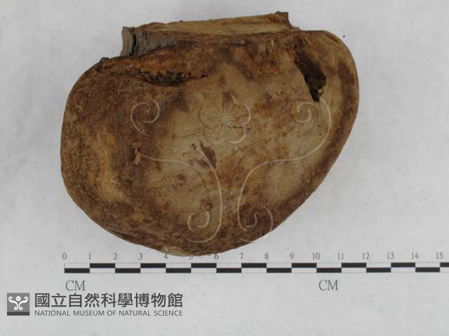 金邊纖孔菌藏品圖，第4張