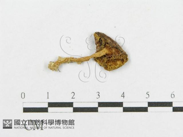 登錄號:F0011206藏品圖，第3張