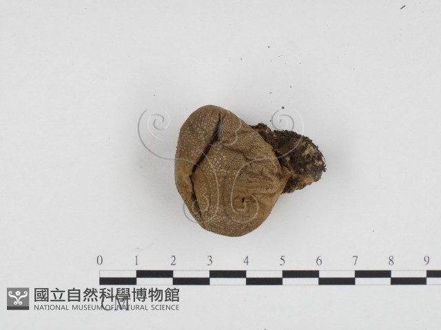登錄號:F0024206藏品圖，第3張