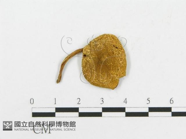 登錄號:F0002206藏品圖，第3張