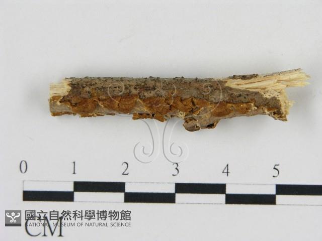 刺革菌屬藏品圖，第3張