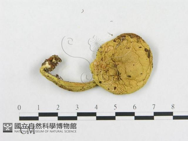 登錄號:F0013206藏品圖，第3張