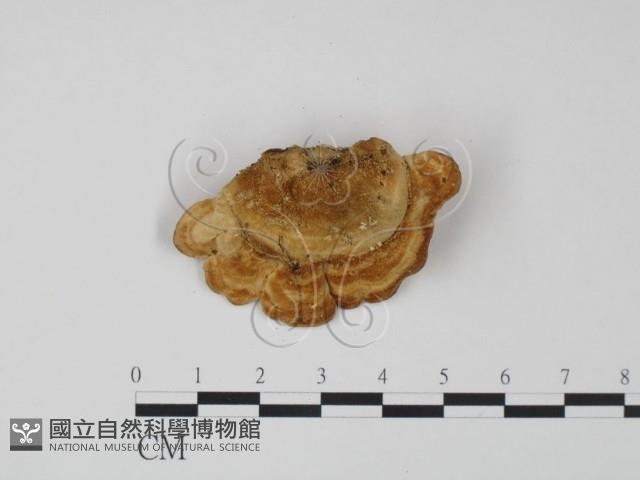 登錄號:F0018806藏品圖，第3張