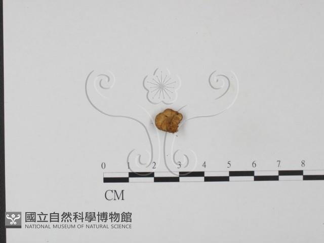 登錄號:F0020806藏品圖，第3張
