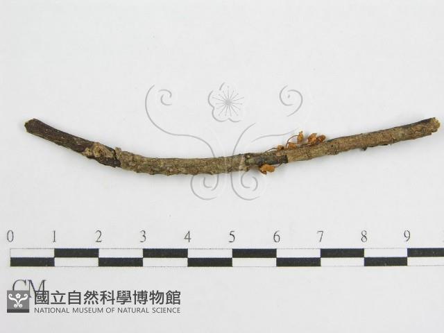 微皮傘屬藏品圖，第3張