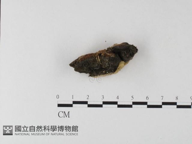 登錄號:F0006806藏品圖，第3張