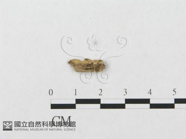 登錄號:F0016806藏品圖，第3張