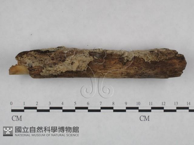 剛毛絲皮菌藏品圖，第3張