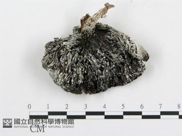 傘菌屬藏品圖，第3張
