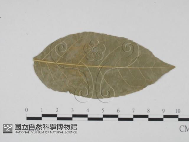 登錄號:F0011806藏品圖，第3張