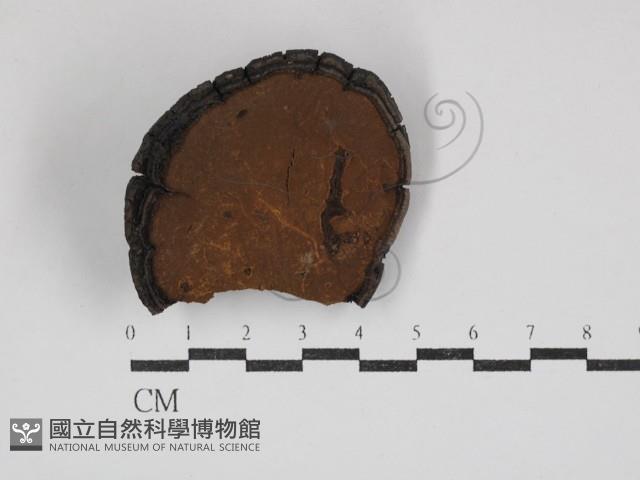 登錄號:F0024806藏品圖，第3張