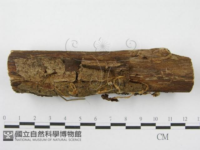 登錄號:F0004806藏品圖，第3張