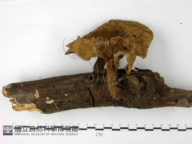 優雅波邊革菌藏品圖，第3張