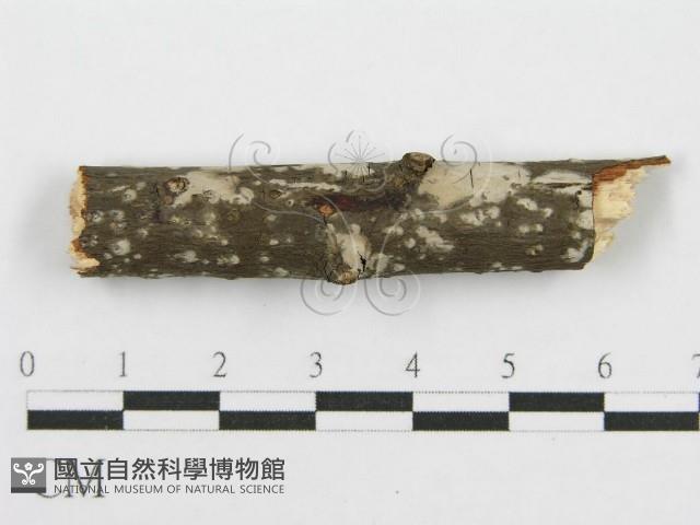 筍殼菌屬藏品圖，第3張
