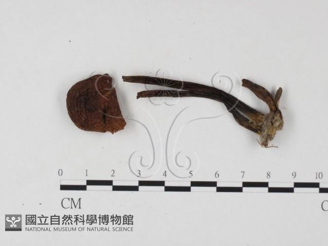 小菇屬藏品圖，第3張