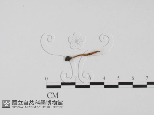 登錄號:F0009806藏品圖，第3張