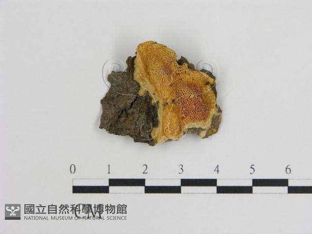 登錄號:F0019806藏品圖，第1張
