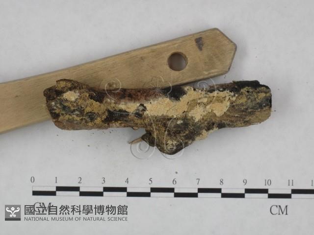 登錄號:F0023806藏品圖，第3張