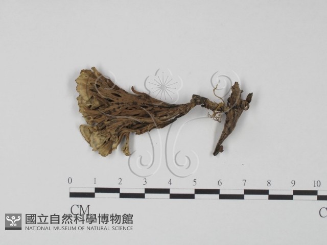 棕色革菌藏品圖，第3張