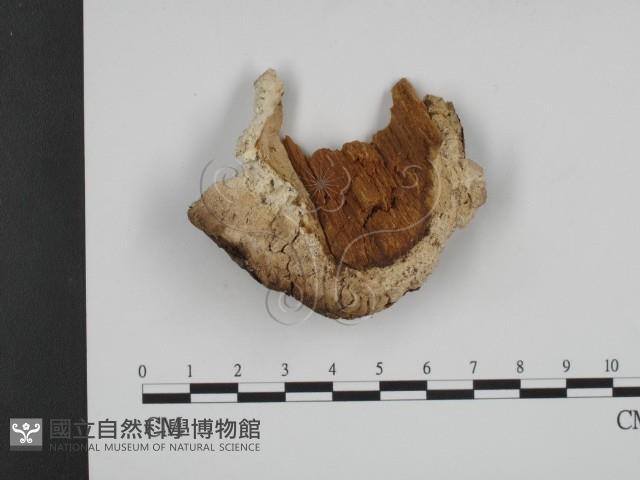 登錄號:F0008906藏品圖，第3張