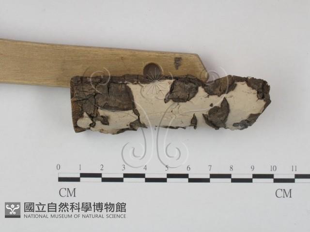 筍殼菌屬藏品圖，第3張