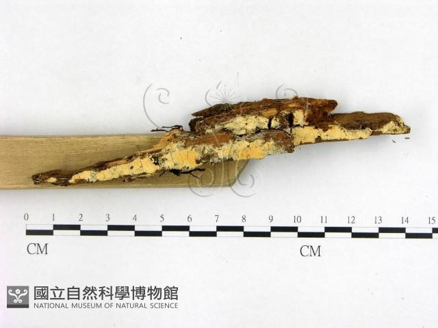 登錄號:F0000906藏品圖，第3張