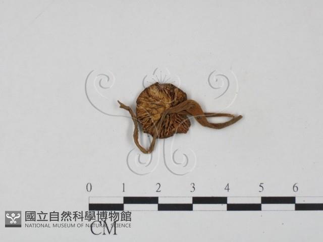 登錄號:F0010906藏品圖，第3張