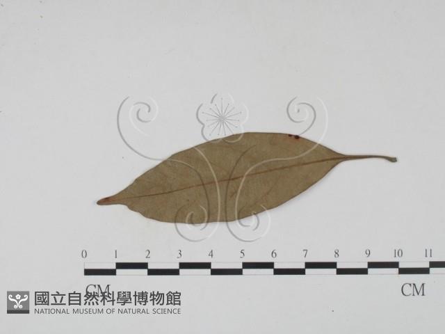 登錄號:F0016906藏品圖，第3張