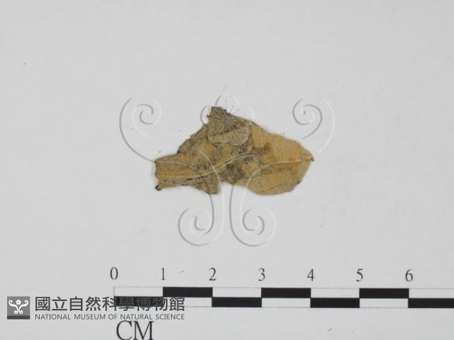 登錄號:F0011906藏品圖，第3張