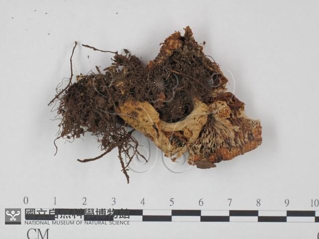 登錄號:F0004906藏品圖，第3張