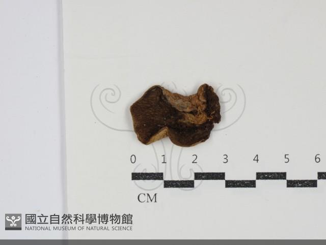 登錄號:F0034906藏品圖，第3張