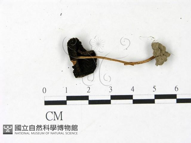登錄號:F0022906藏品圖，第3張