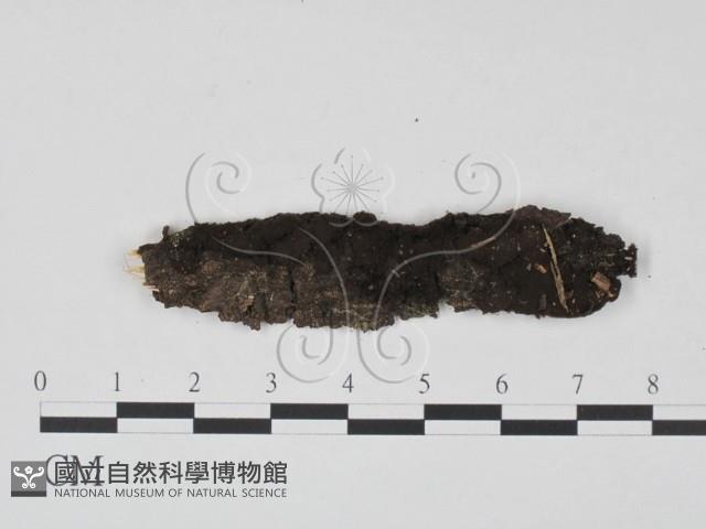 登錄號:F0012906藏品圖，第3張