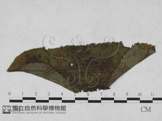 登錄號:F0027906藏品圖，第1張