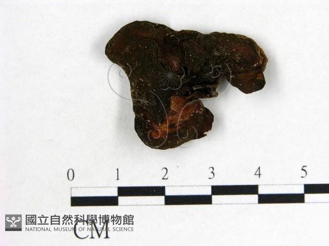 木耳屬藏品圖，第3張