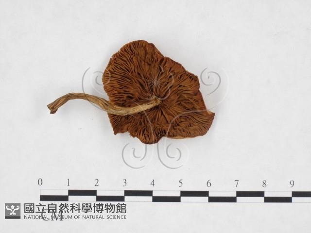 登錄號:F0025906藏品圖，第3張