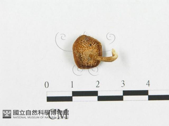 登錄號:F0019906藏品圖，第1張