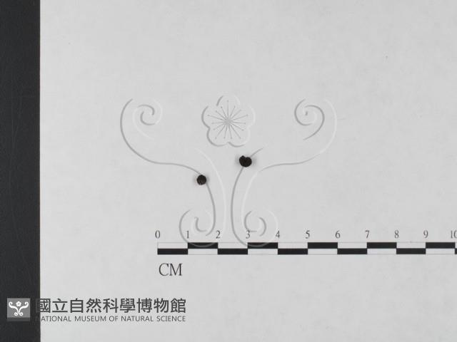 炭角菌屬藏品圖，第3張