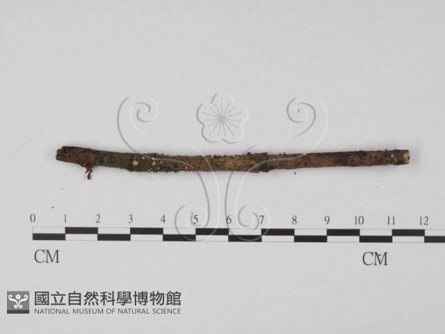 登錄號:F0013906藏品圖，第3張