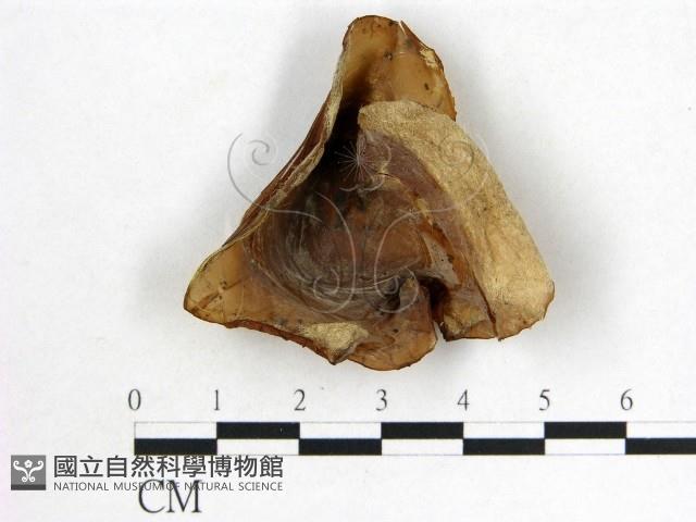 木耳屬藏品圖，第3張