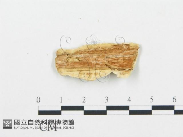 登錄號:F0000606藏品圖，第3張