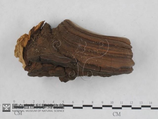 登錄號:F0010606藏品圖，第1張