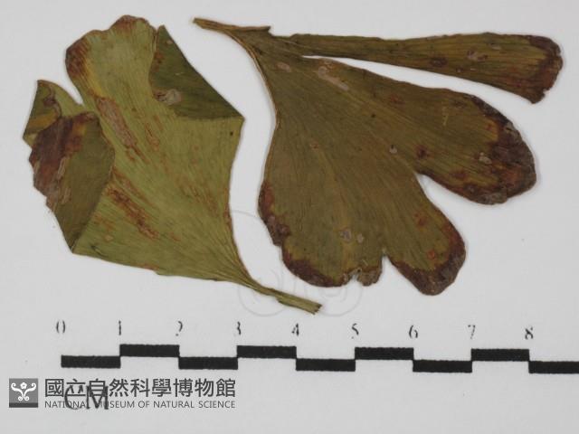 登錄號:F0026606藏品圖，第3張