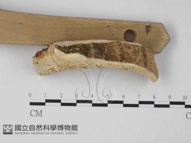 偏腫栓菌藏品圖，第3張