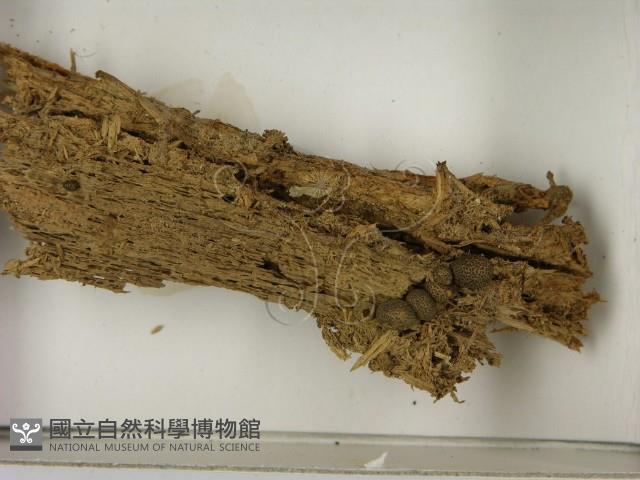 登錄號:F0021606藏品圖，第3張