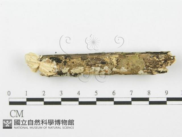 登錄號:F0001606藏品圖，第3張