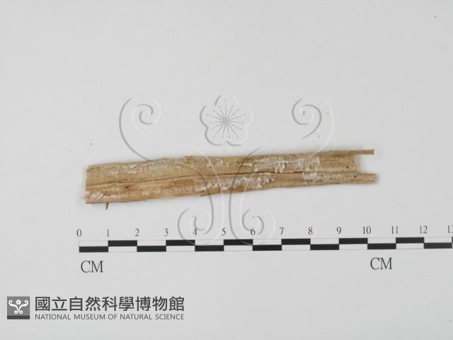 登錄號:F0011606藏品圖，第3張